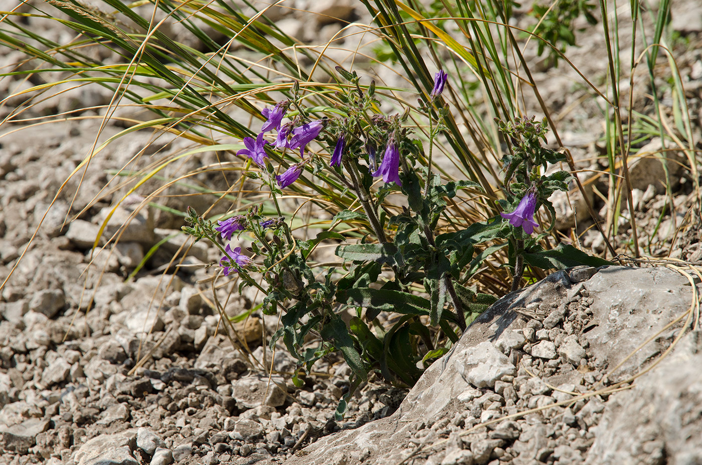Изображение особи Campanula sibirica.