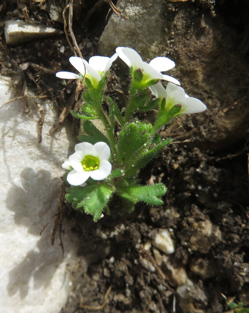 Image of Saxifraga adscendens specimen.
