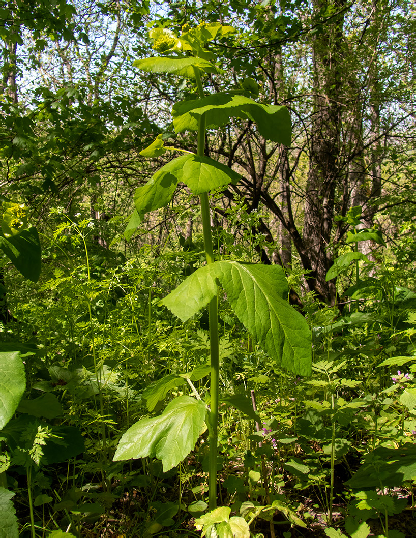 Image of Smyrnium perfoliatum specimen.