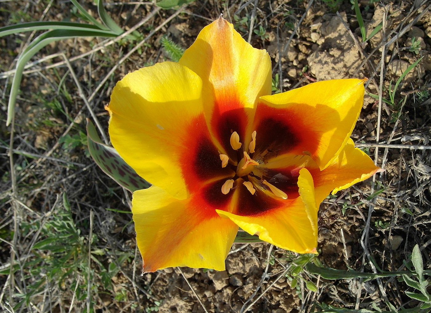 Image of Tulipa greigii specimen.
