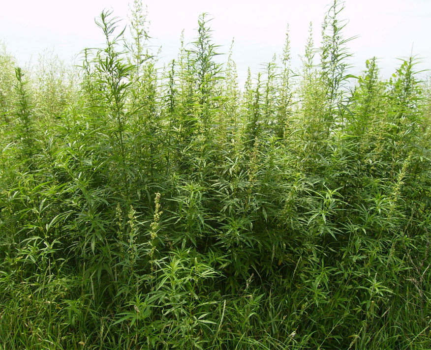 Image of Cannabis sativa var. spontanea specimen.