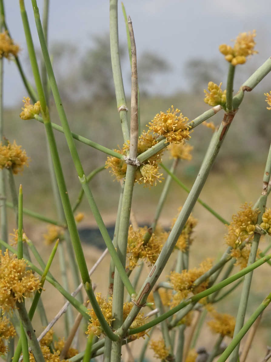 Image of Ephedra strobilacea specimen.