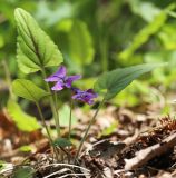 Viola hirtipes. Цветущее растение. Приморский край, Хасанский р-н, юго-западный берег бухты Рейд Паллада, подножье горы Мраморная, терраса у ручья, дубовый лес из Quercus dentata. 16.05.2026.