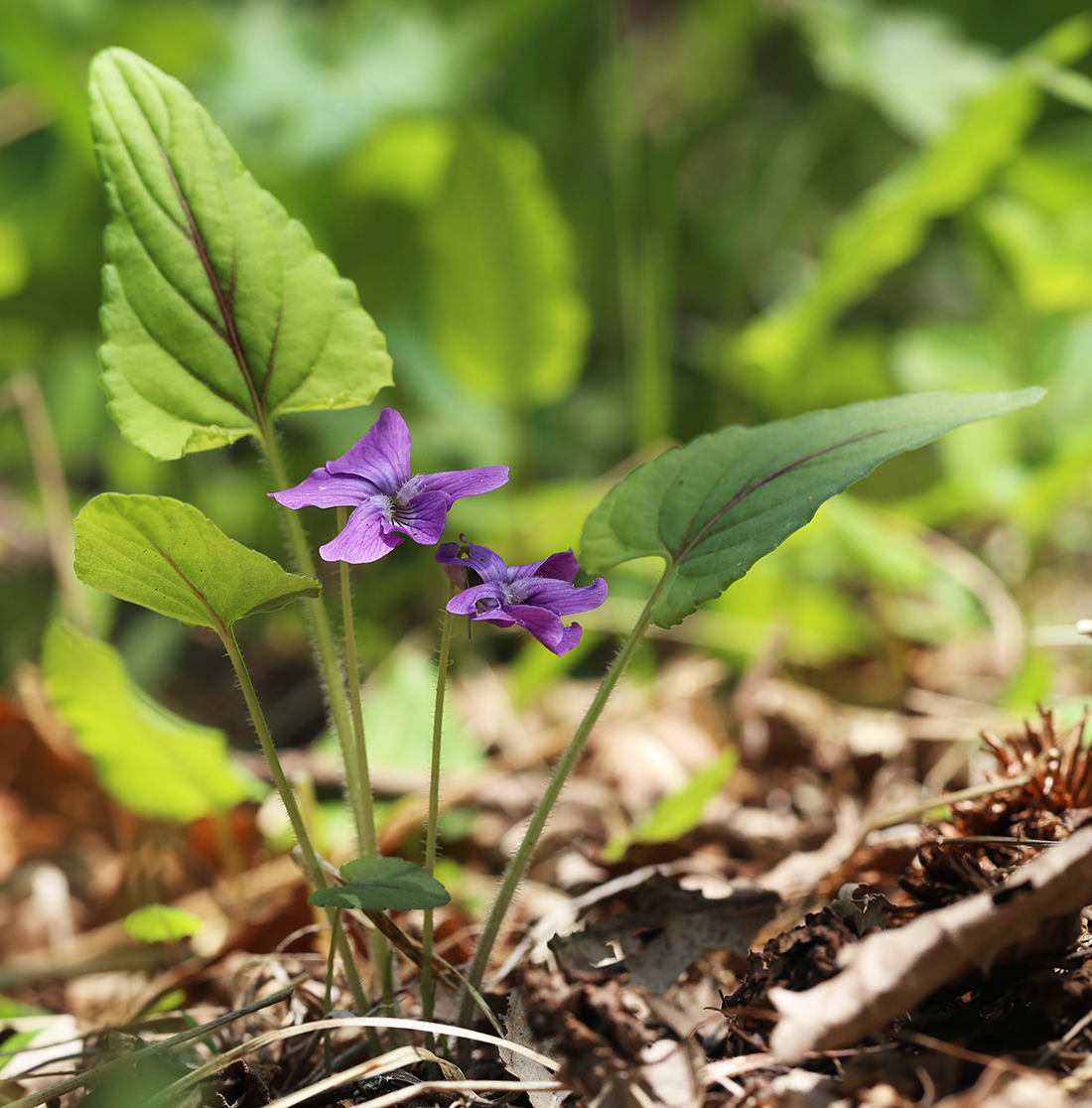 Image of Viola hirtipes specimen.