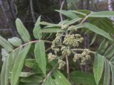 Sorbus americana. Рябина американская. Sorbus americana. В природе. Галифакс 26.05.2026.