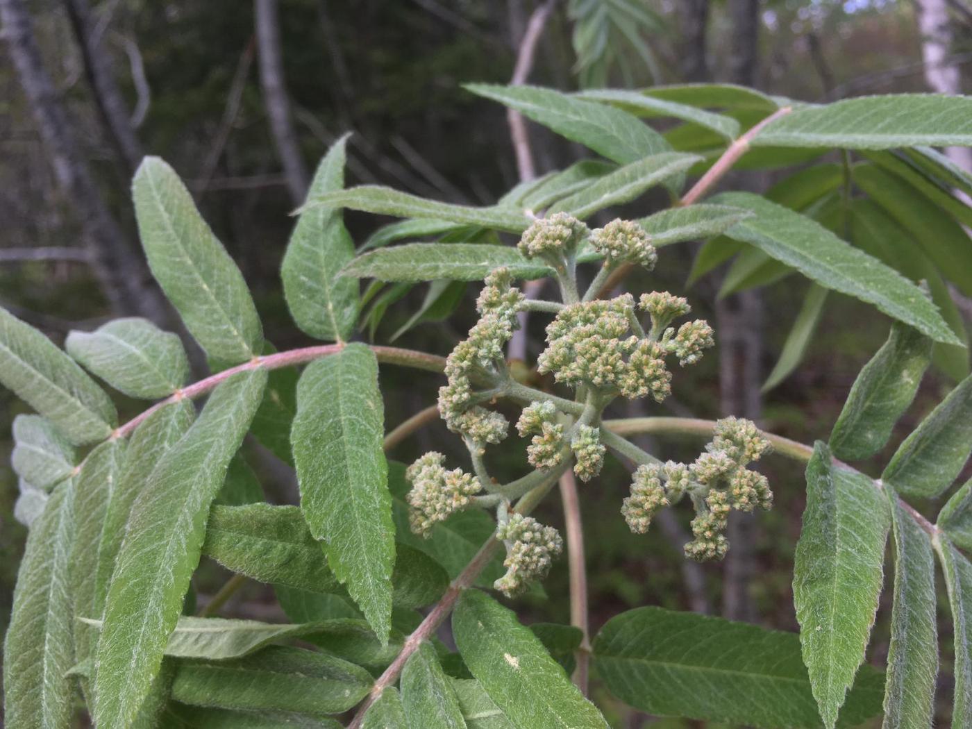 Image of Sorbus americana specimen.