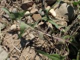 Taraxacum scariosum