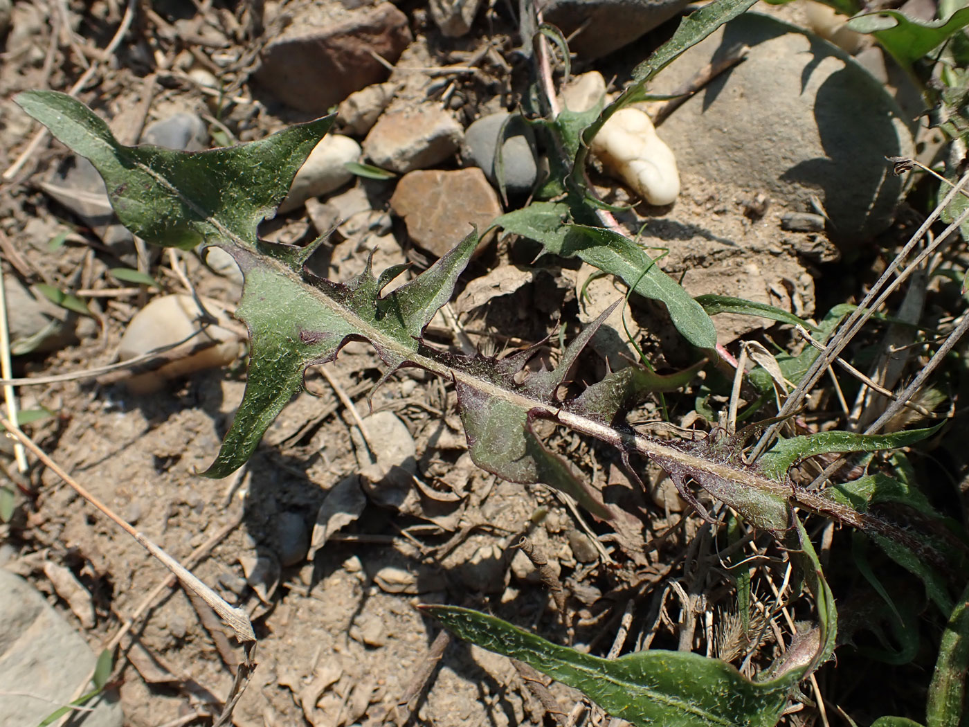 Image of Taraxacum scariosum specimen.