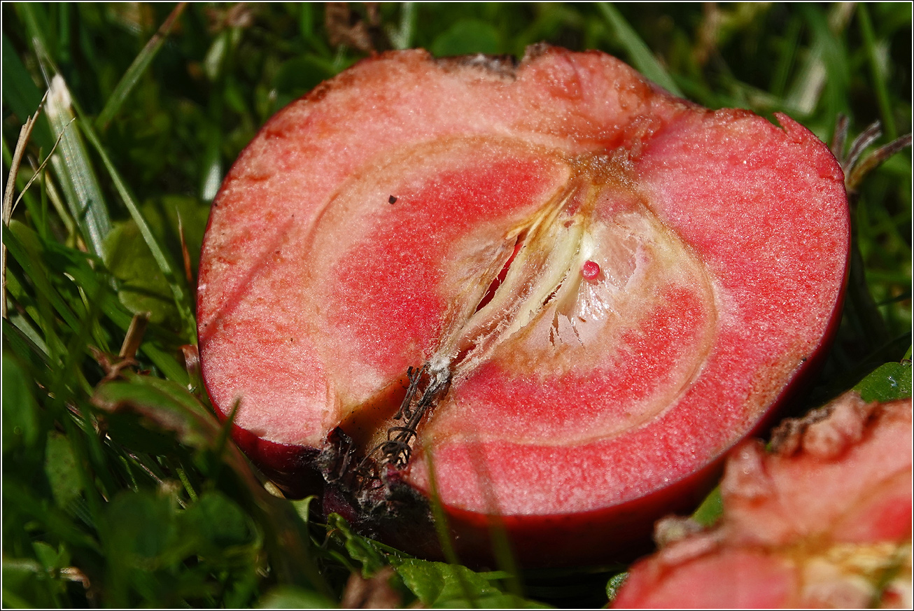 Изображение особи Malus niedzwetzkyana.