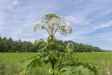 Heracleum sosnowskyi. Верхушка цветущего растения. Ленинградская обл., Лужский р-н, окр. пос. Володарское, край возделываемого поля. 26.07.2026.