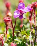 Rhododendron redowskianum. Верхушки побегов с цветком. Хабаровский край, р-н имени Лазо, гора Ко, выс. ≈ 1920 м н.у.м., горная тундра. 02.08.2026.