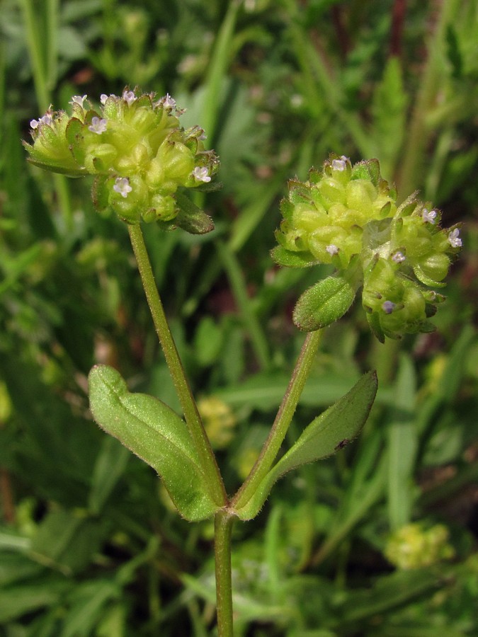 Image of Valerianella turgida specimen.