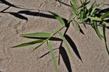 Phragmites australis. Верхушка побега. Португалия, округ Бежа, окр. г. Карвальял, песчаный пляж. 06.06.2026.