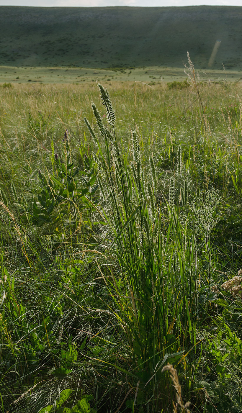 Image of Agropyron pectinatum specimen.