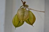 Cardiospermum grandiflorum. Соплодие. Португалия, о-в Мадейра, г. Фуншал, на заборе. 18.08.2025.
