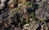 Thymus paucifolius. Старое вегетирующее растение. Полярный Урал, басс. р. Собь, верховья ручья Кемьрезьрузь, средняя часть склона горы, среди камней. 12.08.2026.