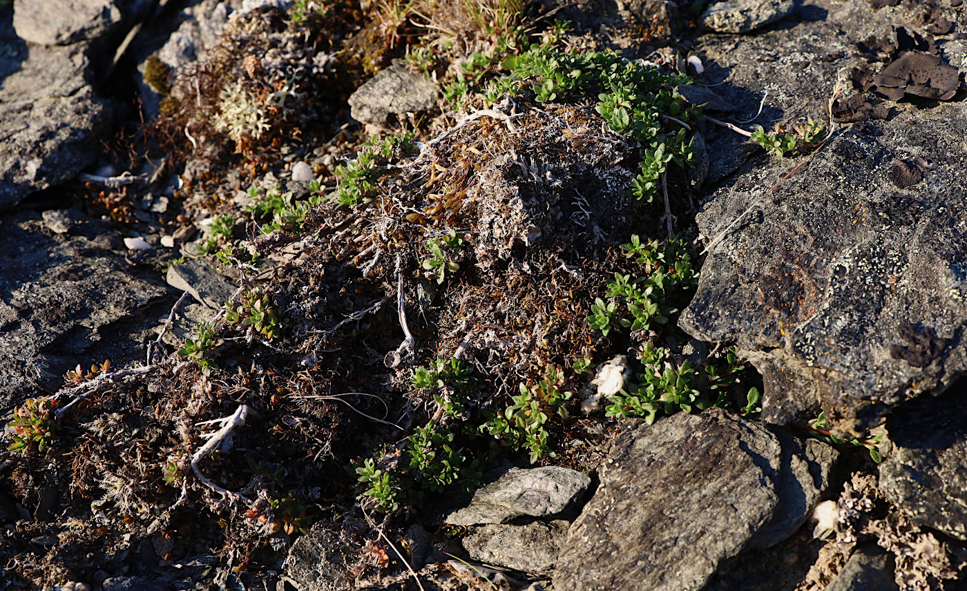 Image of Thymus paucifolius specimen.