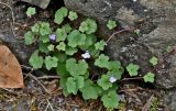 Cymbalaria muralis. Цветущее растение. Португалия, о-в Мадейра, национальный парк \"Рибейру-Фриу\", ≈ 1400 м н.у.м., у подножия каменной стены. 20.08.2025.