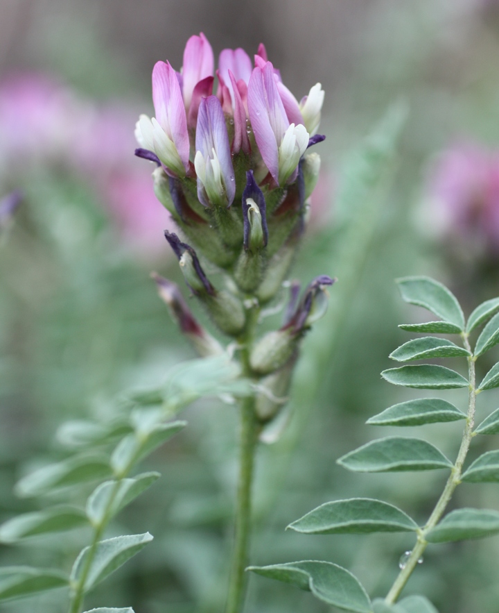 Изображение особи Astragalus physodes.