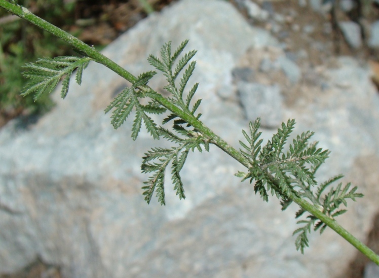Изображение особи Anthemis tinctoria.