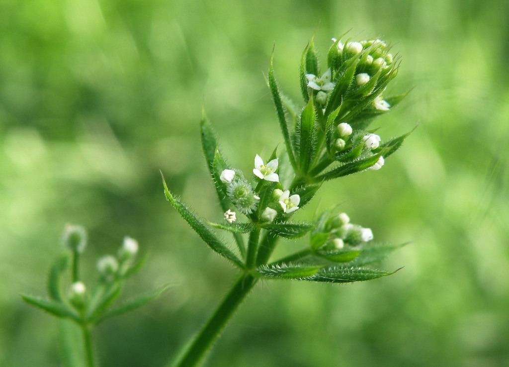 Image of Galium aparine specimen.