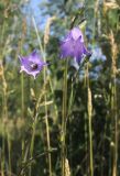 Campanula rotundifolia. Верхушка цветущего растения. Москва, Кузьминский парк, под ЛЭП. 11.06.2011.