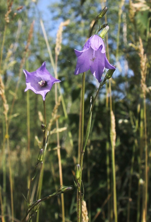 Изображение особи Campanula rotundifolia.