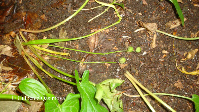 Image of Scilla siberica specimen.