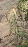 Hieracium filifolium. Растение у дороги в сосняке. Ленинградская обл., Лужский р-н, окр. дер. Кемка. 18.06.2011.