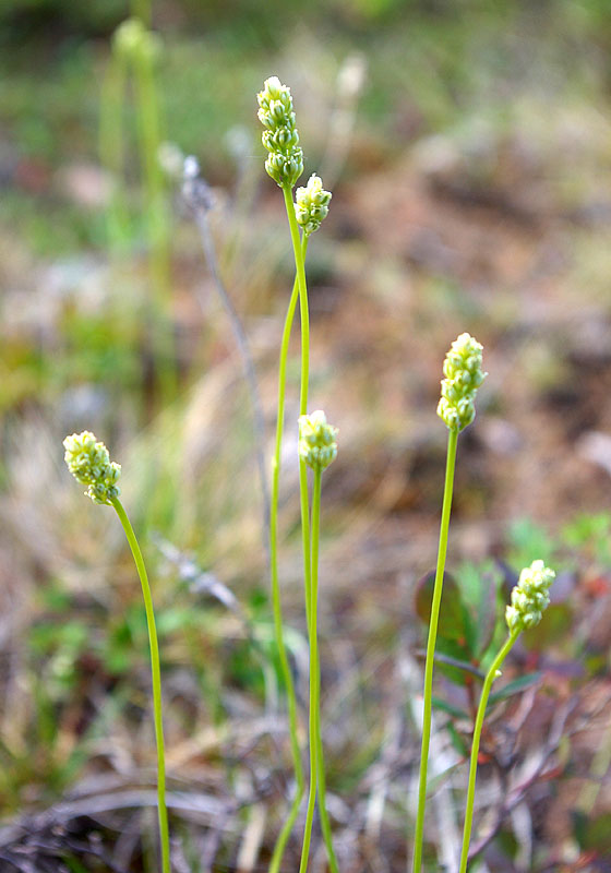 Image of Tofieldia pusilla specimen.