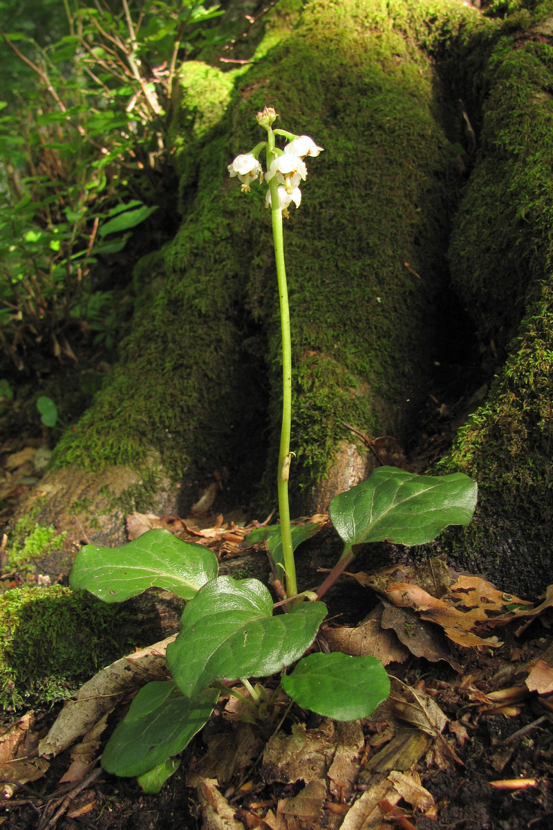 Image of Pyrola media specimen.