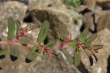 Euphorbia maculata. Побег. Крым, Севастополь, ст. Инкерман. 4 августа 2011 г.