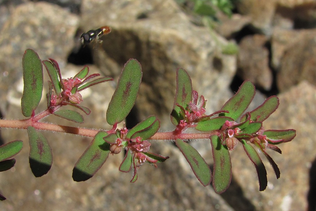 Image of Euphorbia maculata specimen.