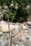 Sonchus asper