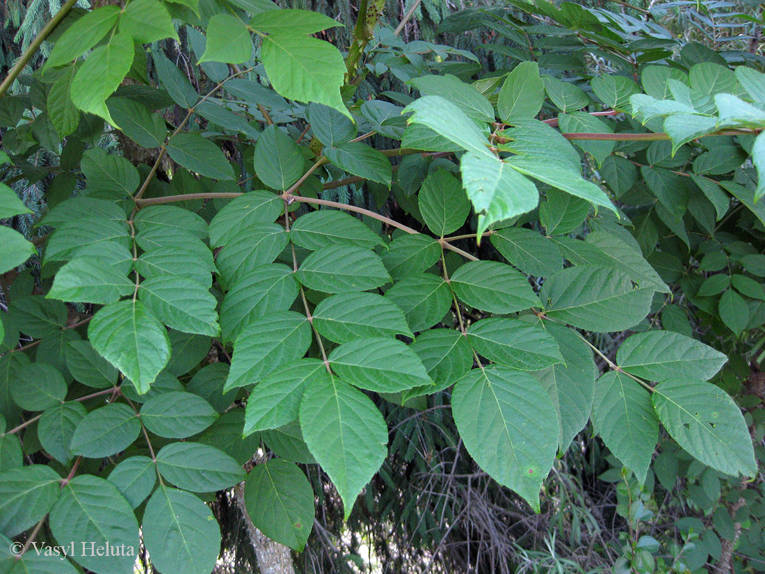 Image of Aralia elata specimen.