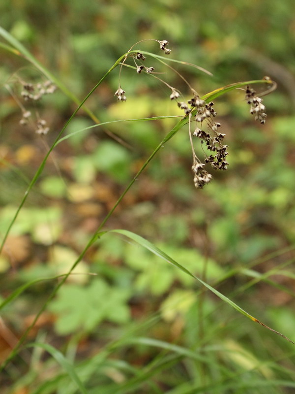 Image of Luzula luzuloides specimen.