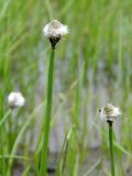 Eriophorum scheuchzeri