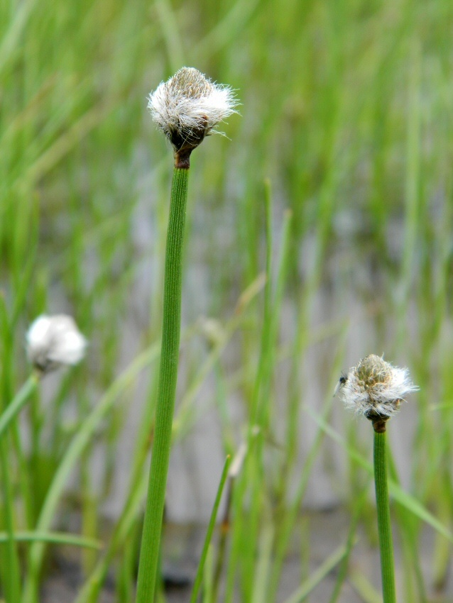 Изображение особи Eriophorum scheuchzeri.