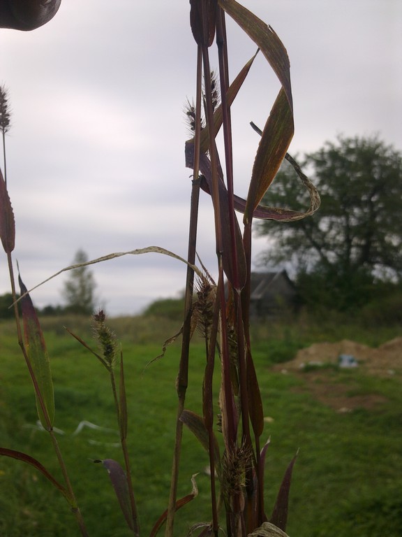 Image of Setaria viridis specimen.