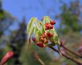 Acer pseudosieboldianum