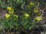 Coronilla coronata. Цветущее растение. Крым, предгорья, окр. с. Терновка. 6 июня 2015 г.