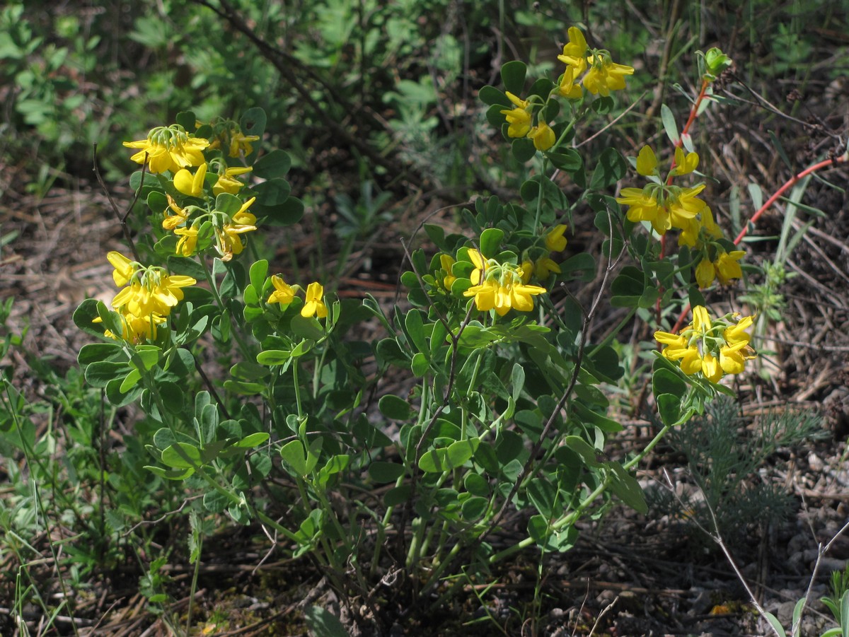 Изображение особи Coronilla coronata.