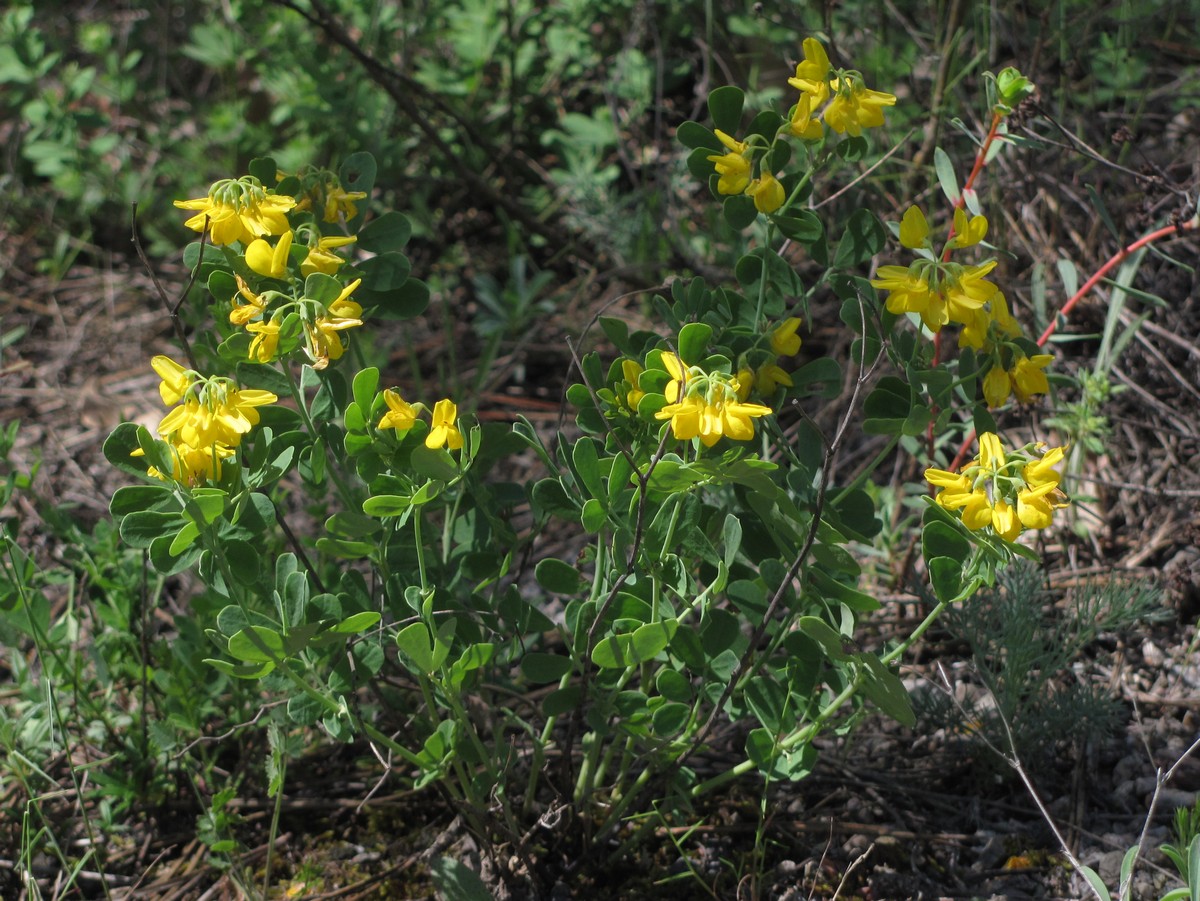 Image of Coronilla coronata specimen.