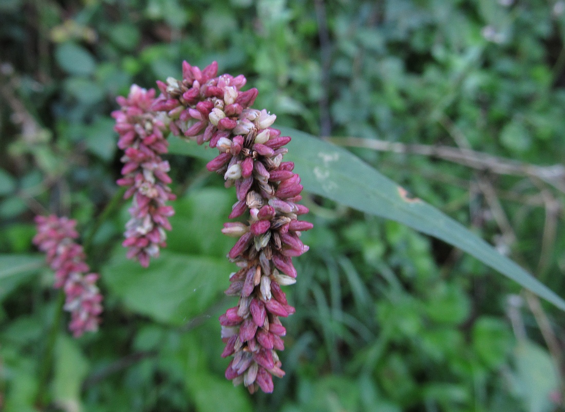 Изображение особи Persicaria lapathifolia.