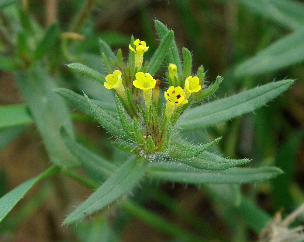 Image of Arnebia decumbens specimen.