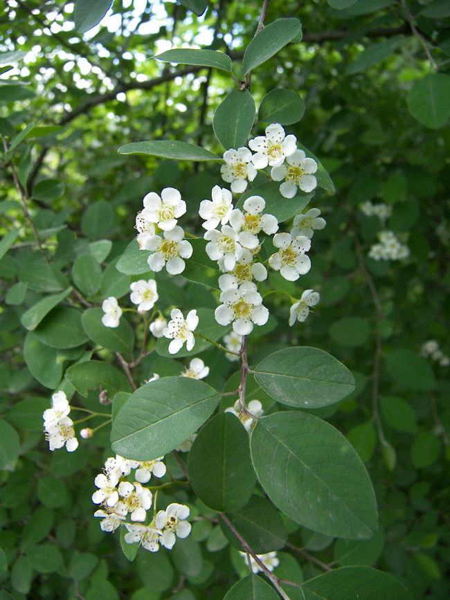 Image of Cotoneaster meyeri specimen.