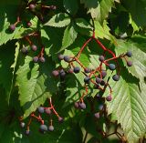 Parthenocissus quinquefolia. Созревающие плоды. Московская обл., Раменский р-н, окр. дер. Хрипань, дачный участок. 19.09.2007.