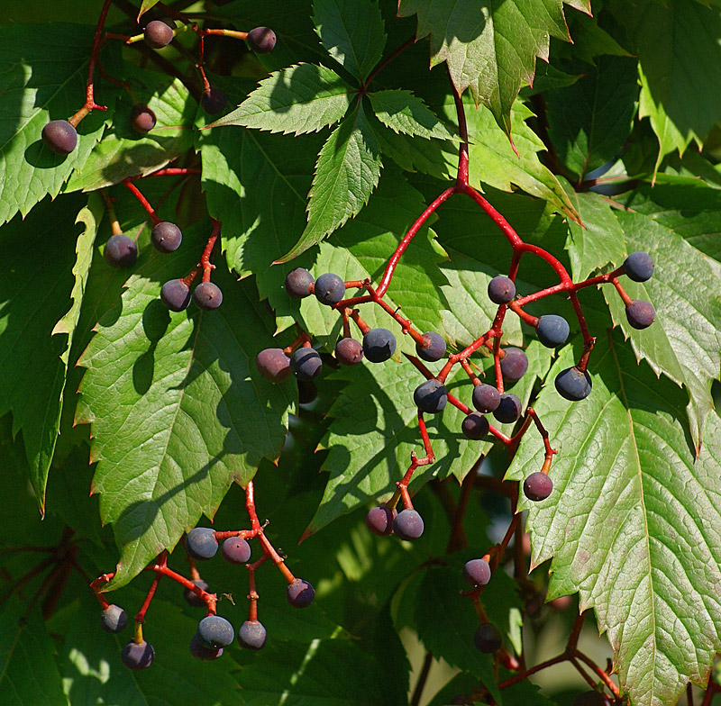 Изображение особи Parthenocissus quinquefolia.