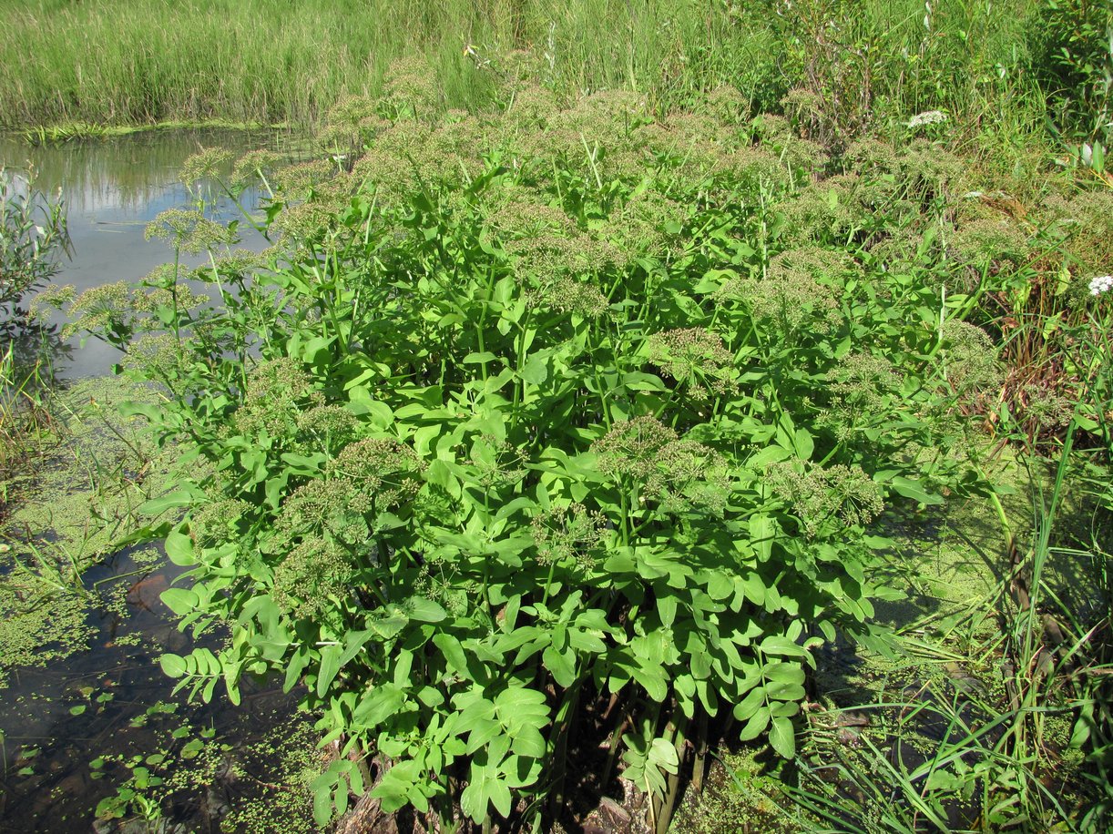 Изображение особи Sium latifolium.