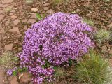 Thymus subarcticus